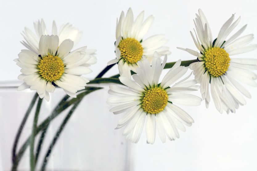 Zdjęcie przedstawia kwiaty w wazonie
