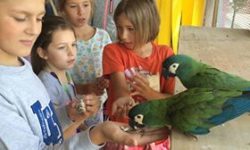 Zdjęcie przedstawia dzieci karmiące papugi